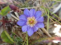 Gentiana arisanensis