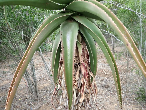 Image of Aloe vaombe by (c) Louis Aureglia, some rights reserved (CC BY)