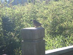 Carpodacus formosanus