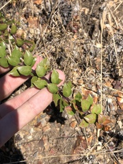 Arctostaphylos hookeri hearstiorum
