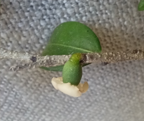 Diospyros natalensis, photograph 4