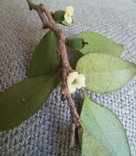 Diospyros natalensis, photograph 5