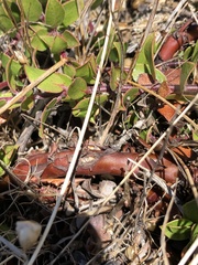Arctostaphylos hookeri hearstiorum