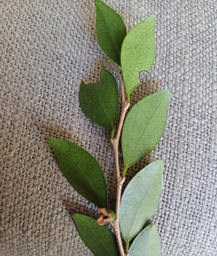 Diospyros natalensis, photograph 6