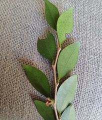Diospyros natalensis, photograph author not stated, no rights reserved
