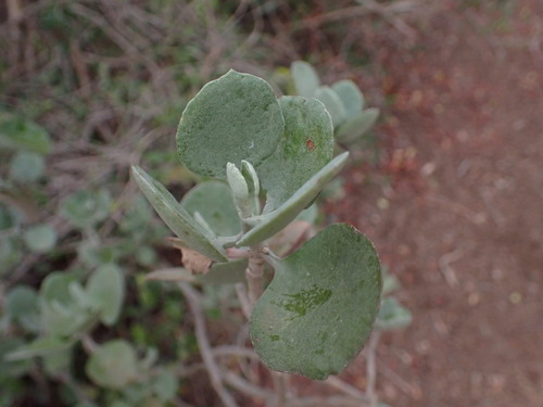 silver teaspoons (Kalanchoe bracteata)