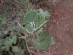 Kalanchoe bracteata