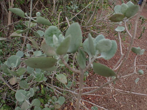Image of Kalanchoe bracteata by (c) Louis Aureglia, some rights reserved (CC BY)