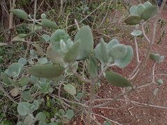 Kalanchoe bracteata, photograph (c) Louis Aureglia, some rights reserved (CC BY)