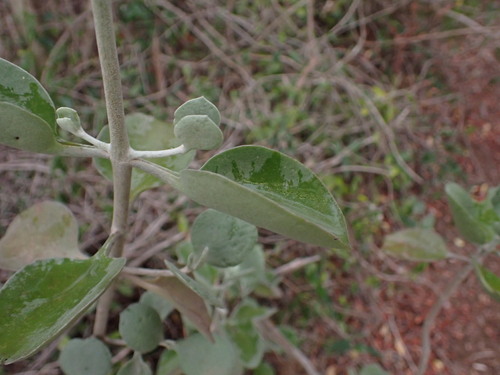 Image of Kalanchoe bracteata by (c) Louis Aureglia, some rights reserved (CC BY)