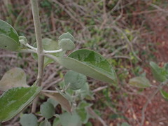 Kalanchoe bracteata, photograph (c) Louis Aureglia, some rights reserved (CC BY)