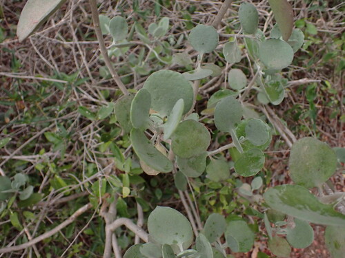 Image of Kalanchoe bracteata by (c) Louis Aureglia, some rights reserved (CC BY)