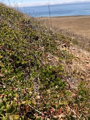 Arctostaphylos hookeri hearstiorum