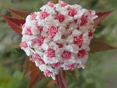 Spiraea hayatana