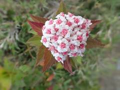 Spiraea hayatana