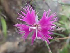 Dianthus pygmaeus