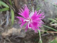 Dianthus pygmaeus