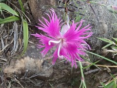 Dianthus pygmaeus