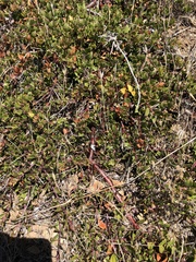 Arctostaphylos hookeri hearstiorum