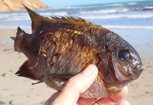 Common scalyfin (Parma victoriae) — Pomacentridae — 2