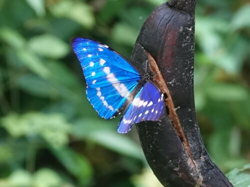 キプリスモルフォ (Morpho cypris) · iNaturalist