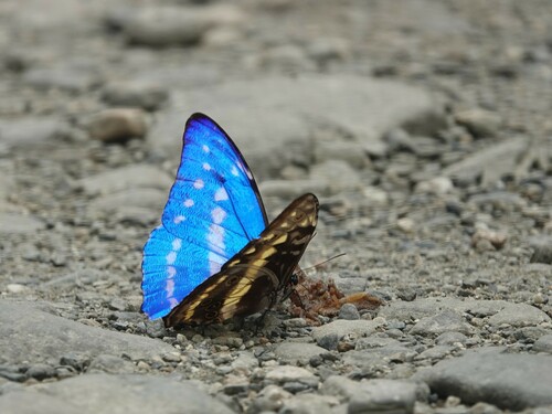 Cypris Morpho (Morpho cypris) · iNaturalist