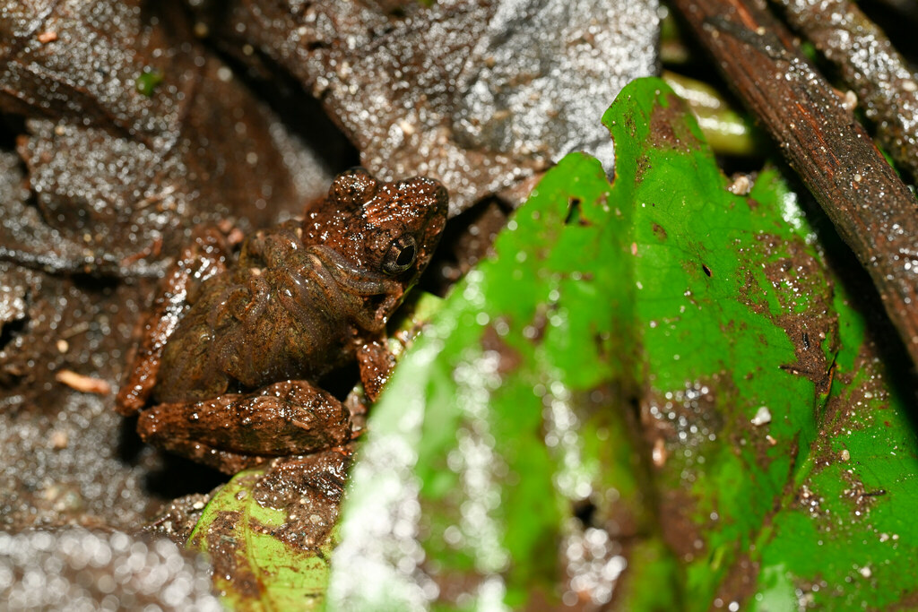 Rugged Guardian Frog (Limnonectes gyrinophorus)