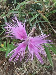 Dianthus pygmaeus