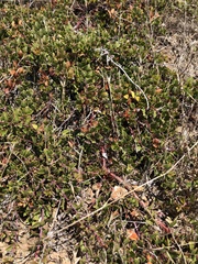 Arctostaphylos hookeri hearstiorum