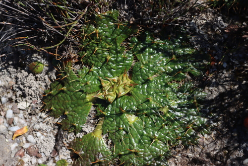Image of Arctopus echinatus by (c) Tony Rebelo, some rights reserved (CC BY-SA)