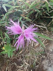 Dianthus pygmaeus