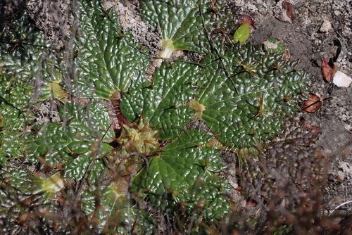 Image of Arctopus echinatus by (c) Tony Rebelo, some rights reserved (CC BY-SA)