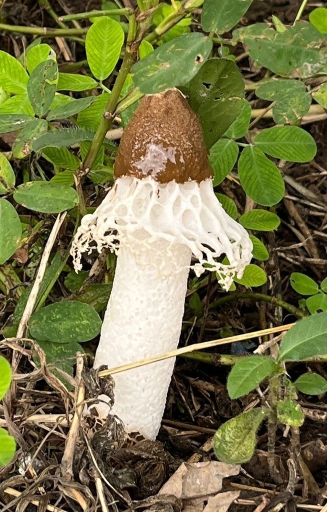 Phallus atrovolvatus
