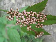 Spiraea hayatana