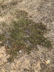 Arctostaphylos hookeri hearstiorum