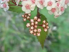 Spiraea hayatana