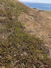 Arctostaphylos hookeri hearstiorum