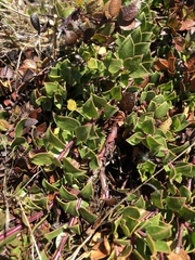 Arctostaphylos hookeri hearstiorum