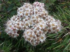 Spiraea hayatana