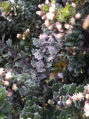 Baccharis tricuneata