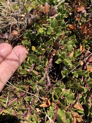 Arctostaphylos hookeri hearstiorum