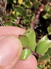 Arctostaphylos hookeri hearstiorum