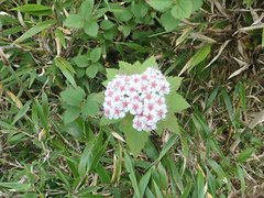 Spiraea hayatana