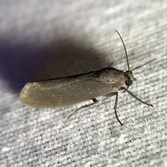 Virbia laeta