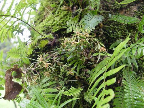 Epidendrum cordiforme C.Schweinf. 2