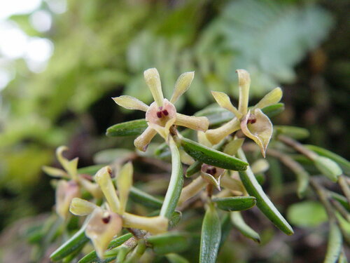 Epidendrum cordiforme C.Schweinf.