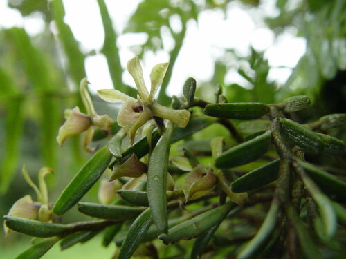 Epidendrum cordiforme C.Schweinf. 3