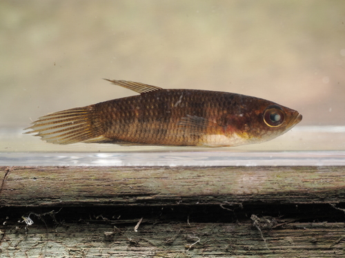Giant betta (Betta anabatoides) — Osphronemidae — 4