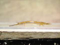 Gold-Spot Halfbeak photo 3