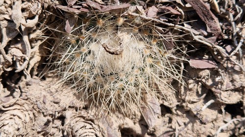 Parodia nivosa